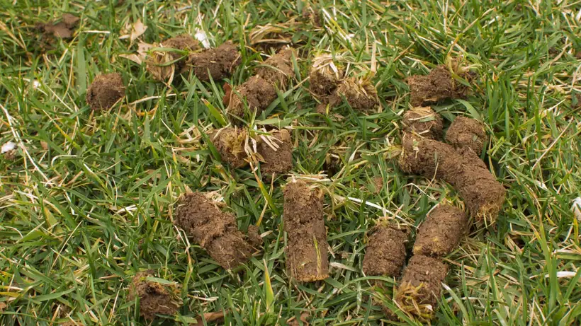 Aeration Plugs