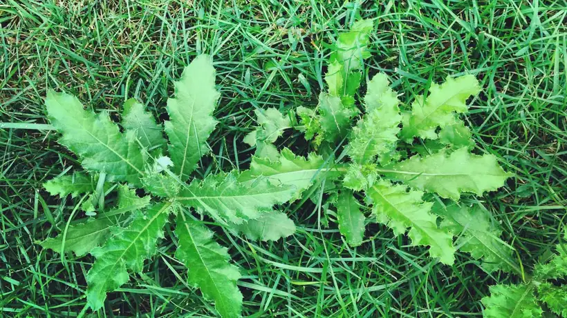 Weeds